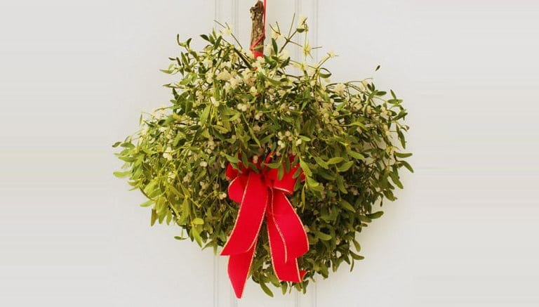 Baciarsi sotto il vischio: il portafortuna del Natale copertina primo piano vischio