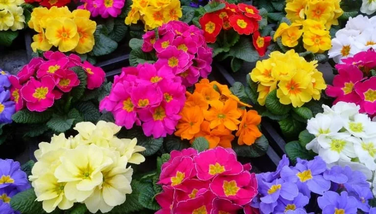 Rifioriremo assieme alle primule