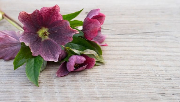 Quando i fiori e le piante portano speranza e fiducia