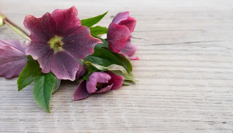 Quando i fiori e le piante portano speranza e fiducia