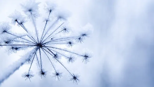 Fiori invernali: il rinnovo della natura