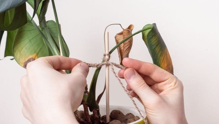 Piante verdi con foglie marroni