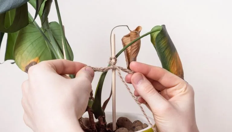 Piante verdi con foglie marroni