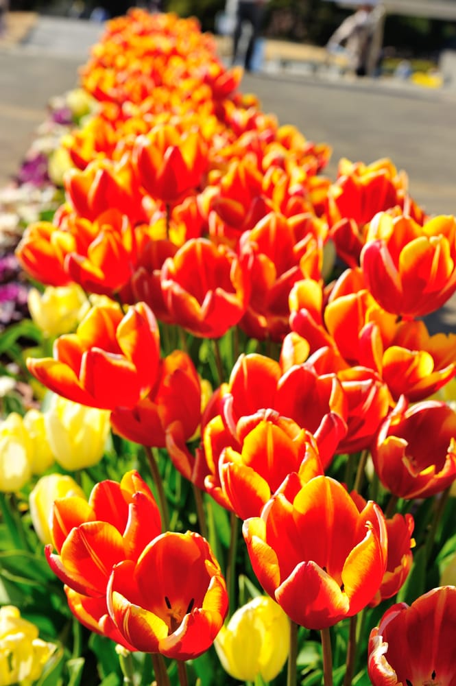 Campo di tulipani arancioni