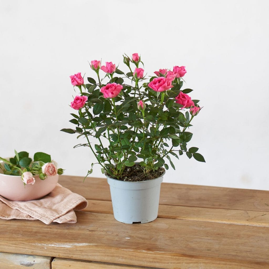 La pianta di rose, la regina del giardino