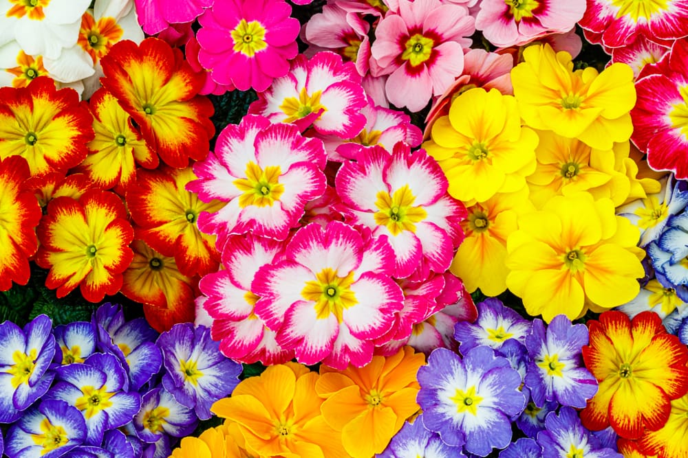 Fiori di Primavera: quali sono i fiori tipici della Primavera? | Interflora