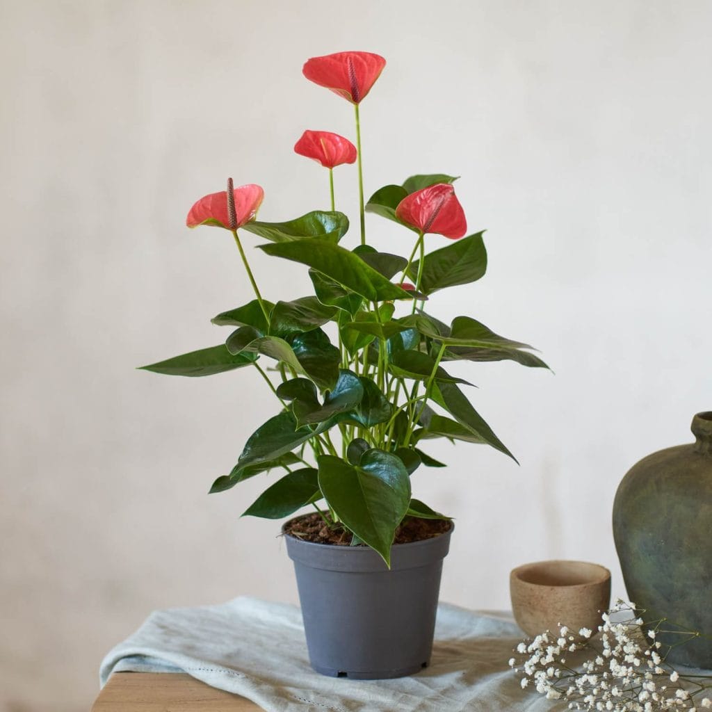 anthurium da interno in vaso