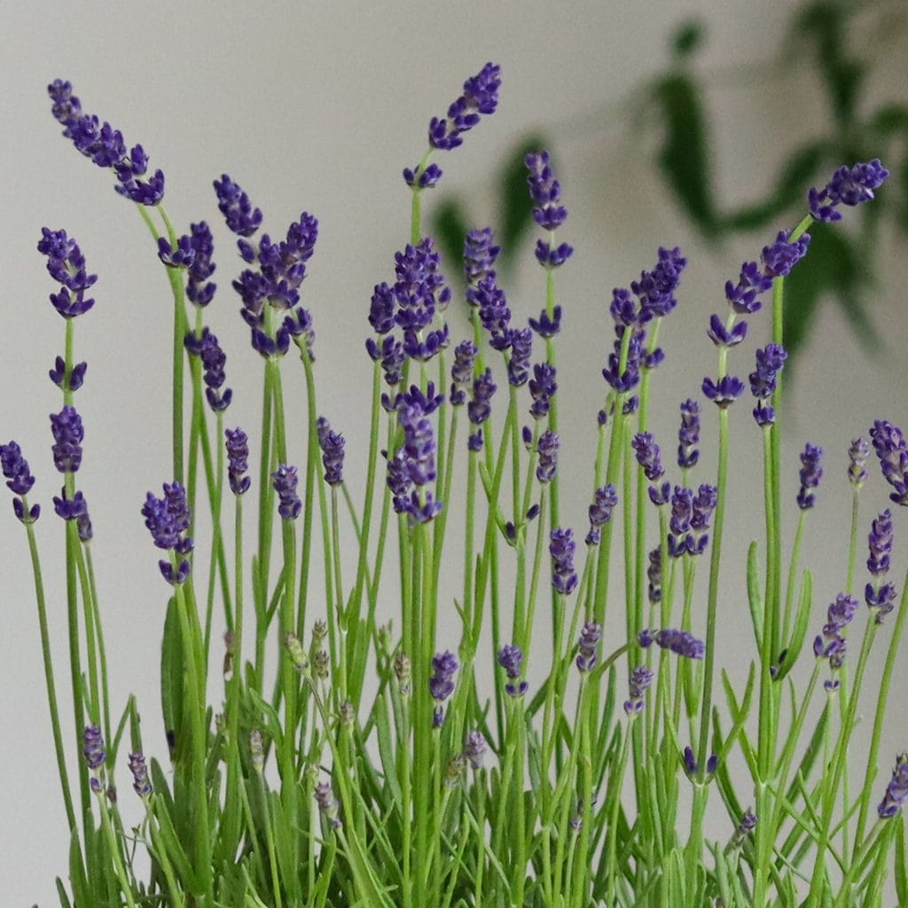 Lavanda