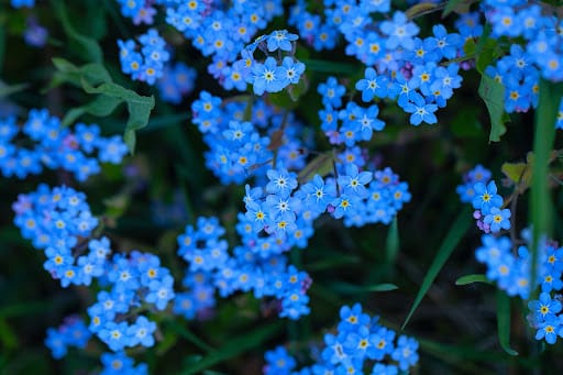 cespuglio non ti scordar di me fiore dei nonni