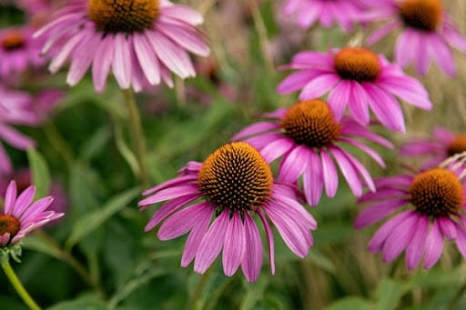 echinacea viola in primo piano