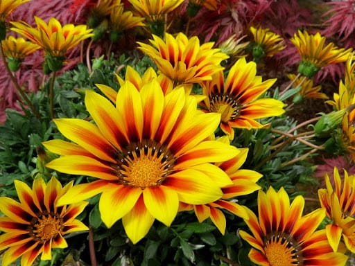gazania gialla e arancione in primo piano