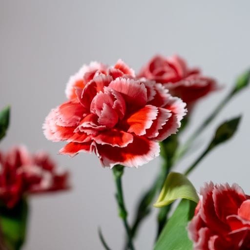 garofano rosso e bianco