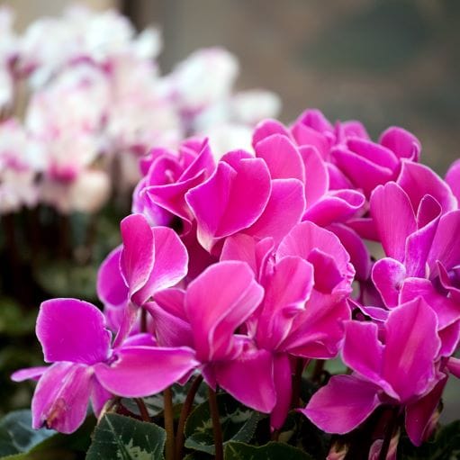 ciclamino fucsia primo piano