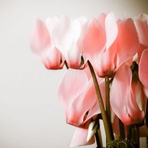 ciclamino napoletano rosa