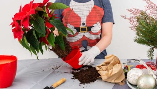 come e quando potare la stella di natale copertina