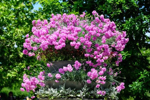 garofano piumoso cespuglio rosa