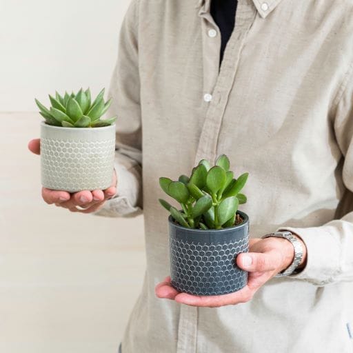 piantine in vaso per un uomo