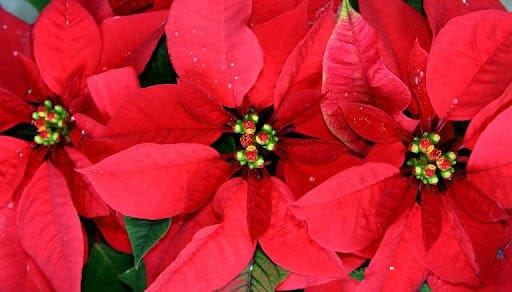 Stella di Natale: come farla rifiorire per ogni Natale