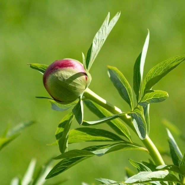dove piantare peonie primo piano  peonia che sboccia