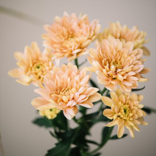 Crisantemi arancioni