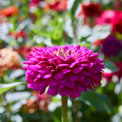 Zinnia viola