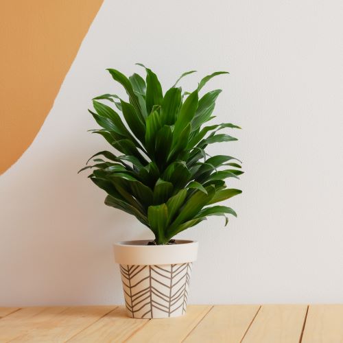 Dracena compacta