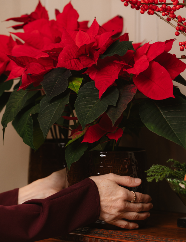 Stella di natale cura