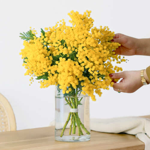 Mazzo di mimosa gialla in vaso trasparente, con mani che sistemano i rami fioriti su un tavolo chiaro