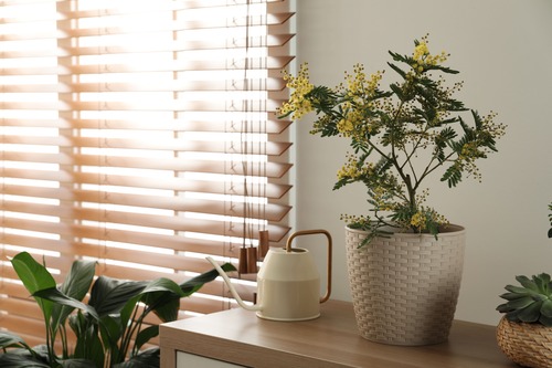 Innaffiature mimosa: come innaffiare la pianta nel modo corretto