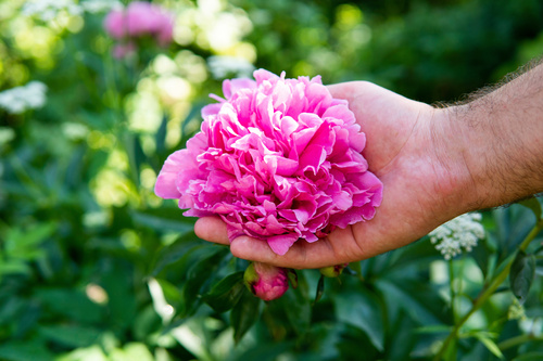 Mano che sorregge una peonia rosa in fiore nel giardino, tra foglie verdi e boccioli.