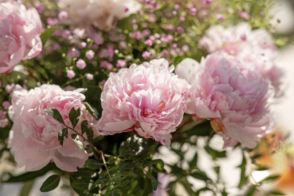 Come moltiplicare le peonie: consigli per una talea di successo