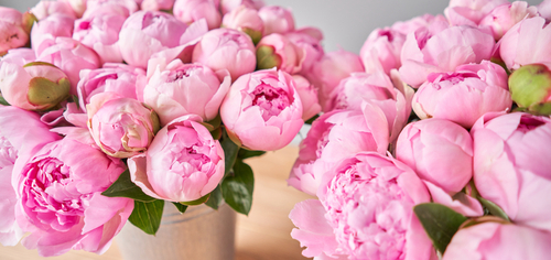 Peonia in vaso: come curarla e conservare un mazzo più a lungo