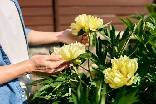 Mani di una donna che toccano peonie giallo chiaro in fiore nel giardino.