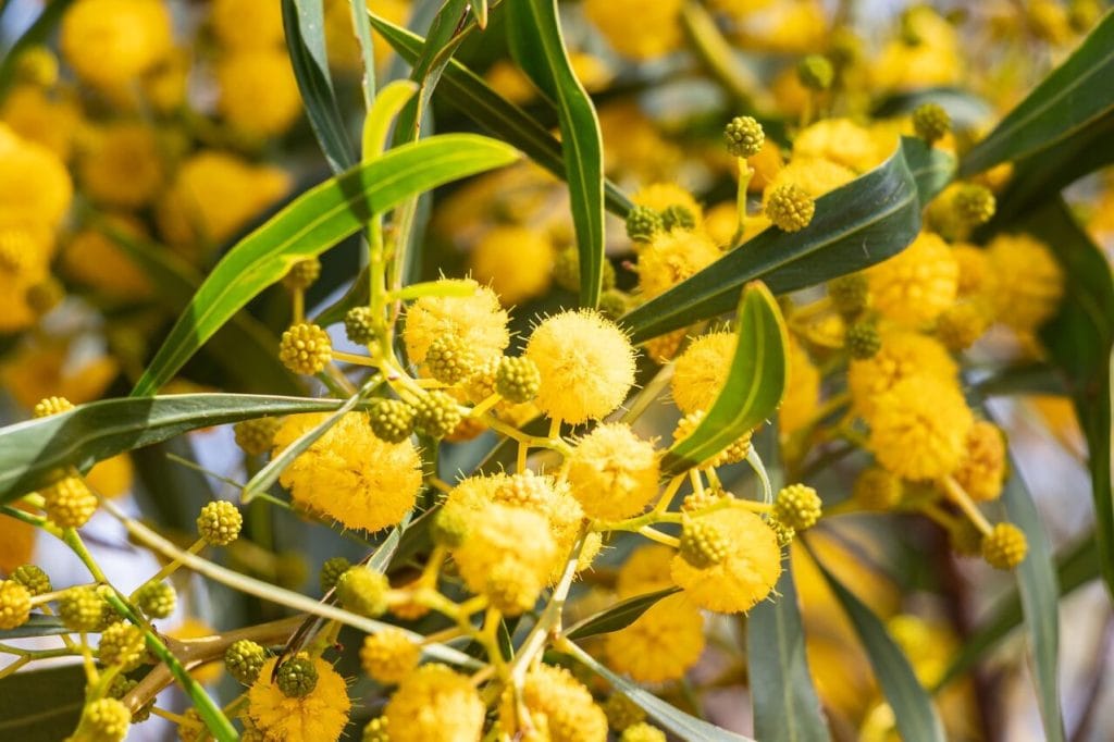 mimosa delle 4 stagioni, acacia retinoides primo piano della pianta