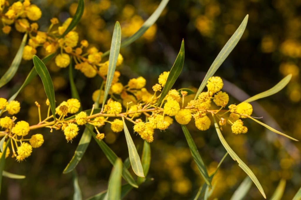 mimosa delle 4 stagioni, acacia retinoides rametto della pianta