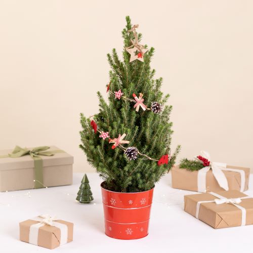 Abete di Natale in vaso