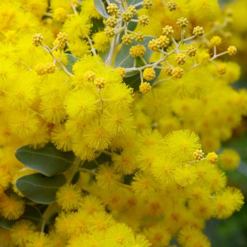 Acacia Podalyriifolia