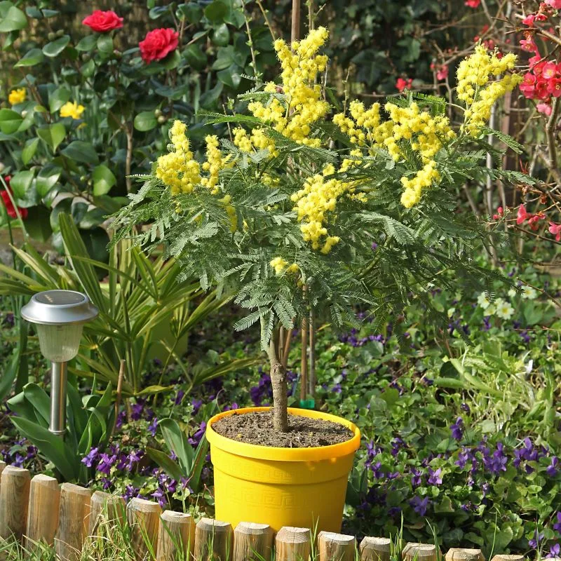 piccolo albero di mimosa in giardino in vaso giallo