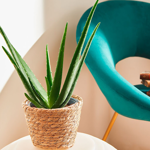 Aloe vera in un cesto in vimini in camera a fianco a una sedia celeste