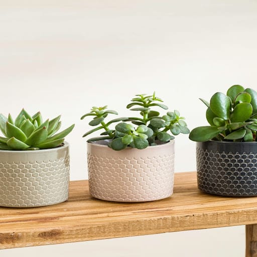 tre piccoli cactus sopra una panchina. Vaso grigio, bianco e nero.