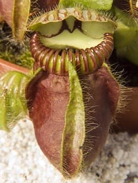cephalotus follicularis