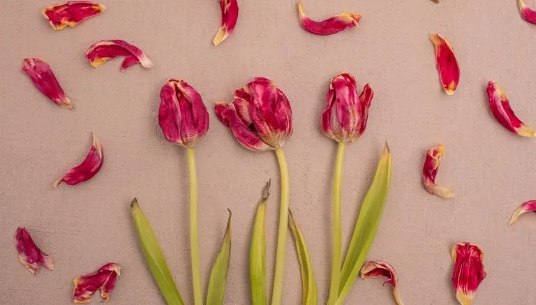 Come essiccare i tulipani? Consigli e utilizzi