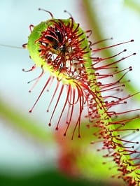 Drosera