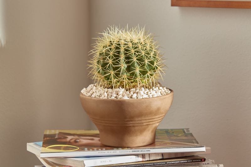 Echinocactus Grusonii
