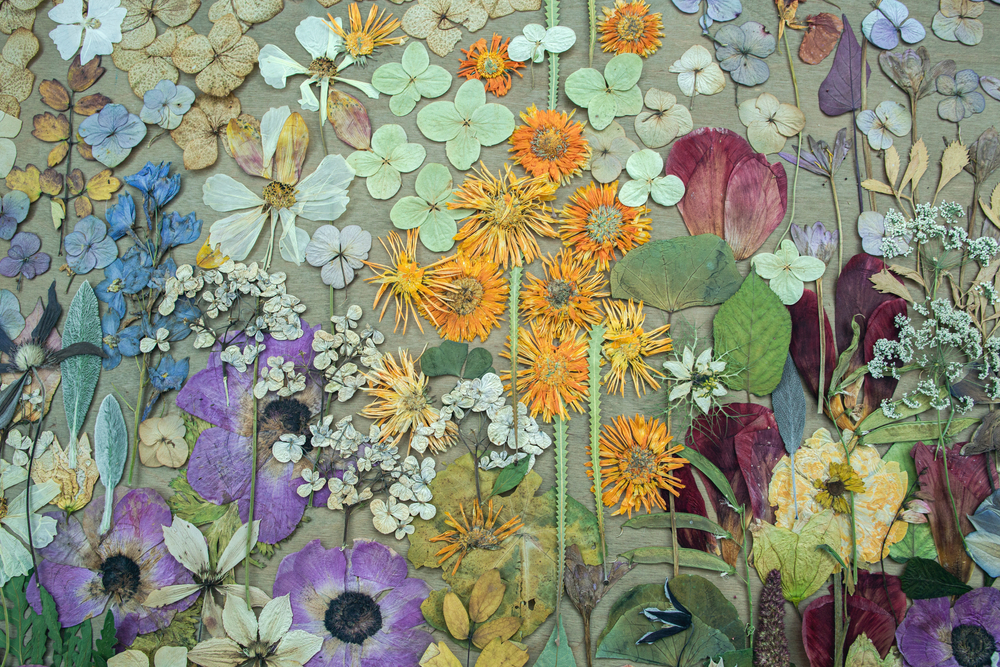 erbari fiori secchi