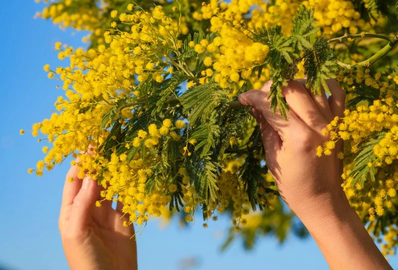 foglie di mimosa in primo piano con fiore giallo