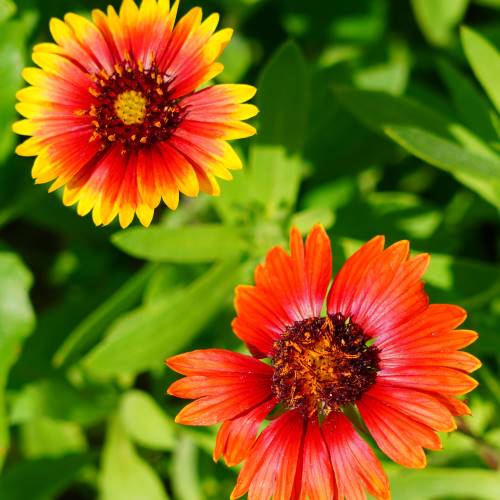 Gaillardia