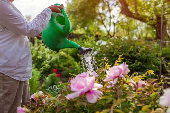 peonie che vengono innaffiate per la loro moltiplicazione