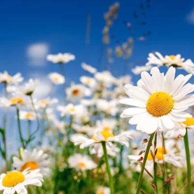 campo di margherite pianta sempreverde bianche con cuore giallo