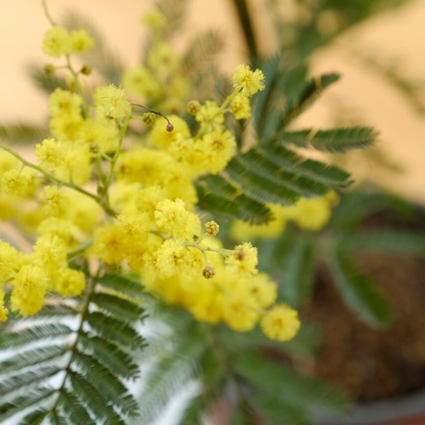 mimosa per la festa della donna da inserire in un biglietto di auguri
